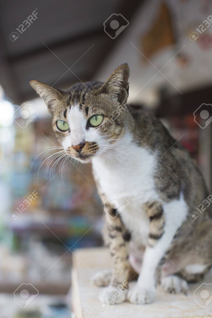 etiam-dictum-ipsum-a-felis