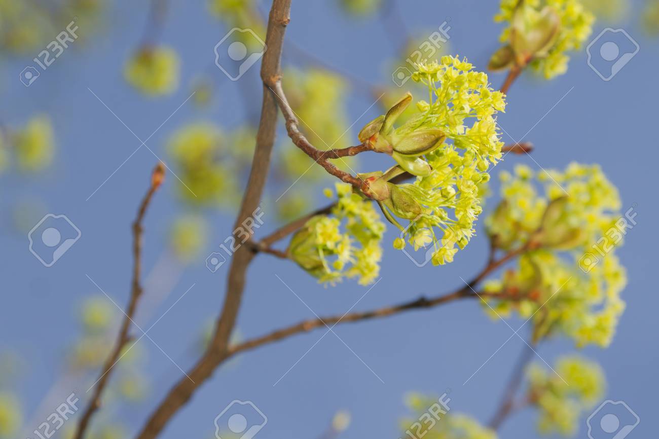 エルムの花初期 Sprong、午後の光の写真素材・画像素材 Image 39238915