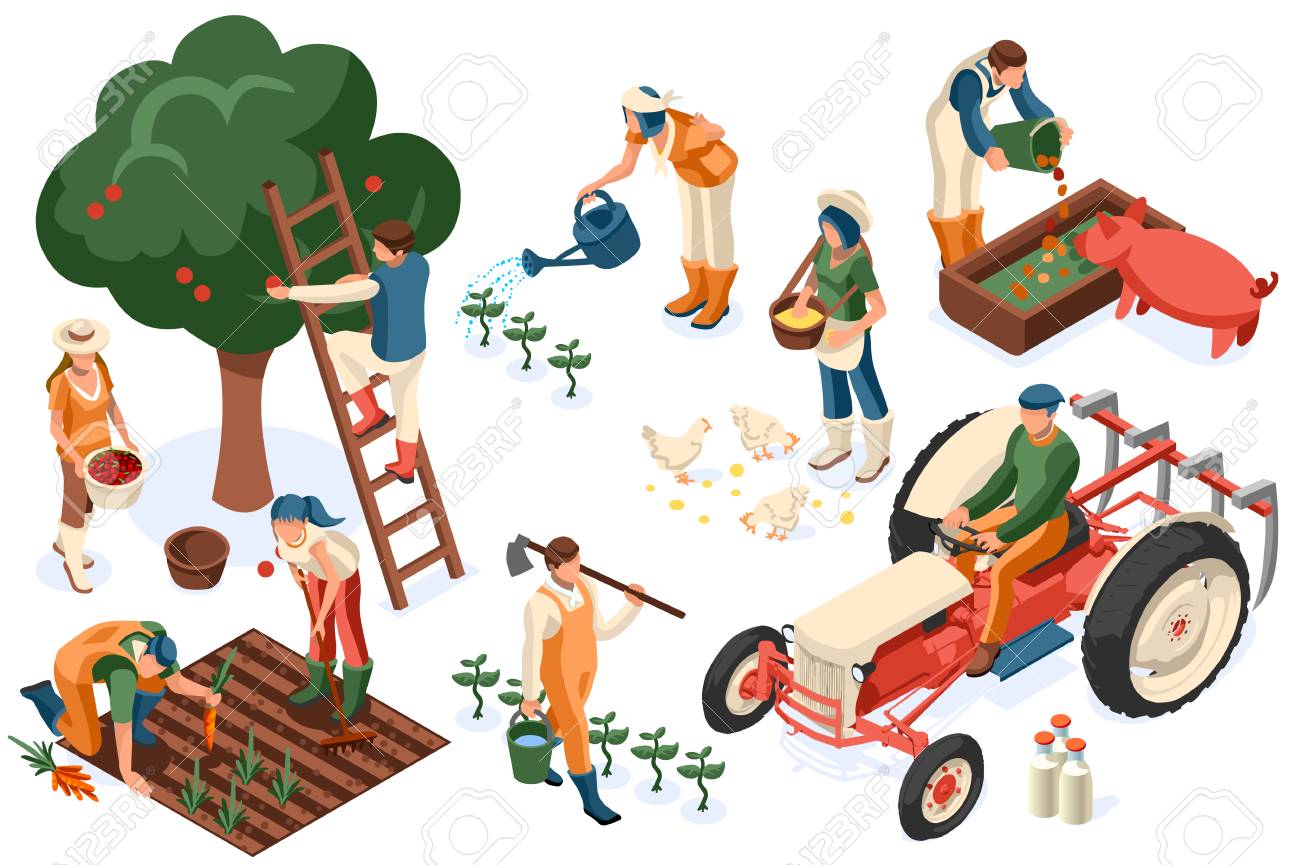 Flat tractor set. Farmer, agricultural worker with plant, chicken, sheep, rabbit, cow, milk, fruit or feeding farm animal. Harvest man with apple. Girl isometric images isolated on white background. - 122714628 Flat tractor set. Farmer, agricultural worker with plant, chicken, sheep, rabbit, cow, milk, fruit or feeding farm animal. Harvest man with apple. Girl isometric images isolated on white background. - 122714628
