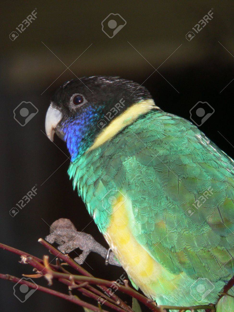 etiam-dictum-ipsum-a-felis