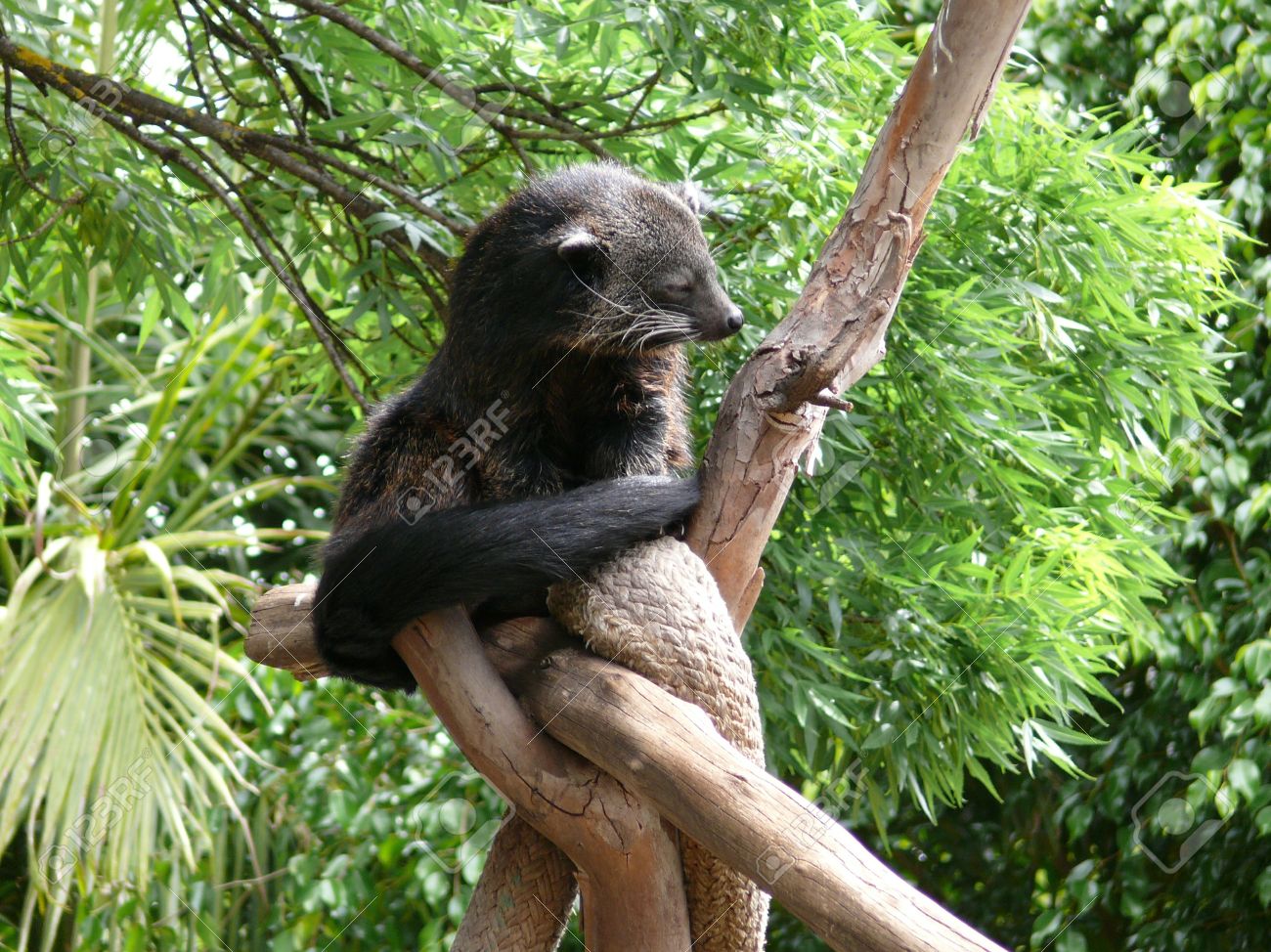 etiam-dictum-ipsum-a-felis