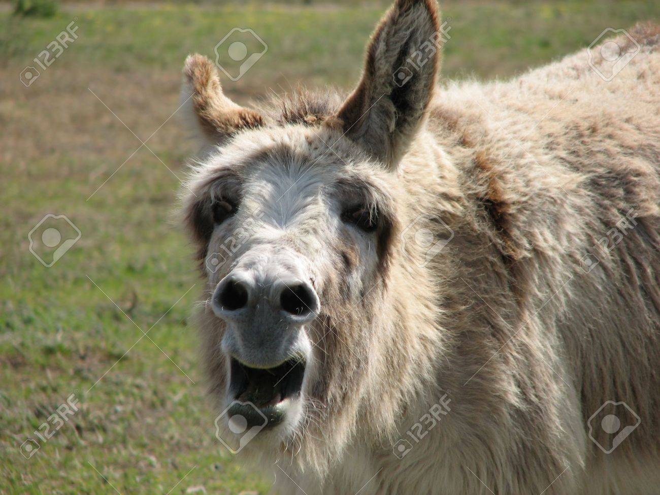 ろばのわめくこと の写真素材 画像素材 Image