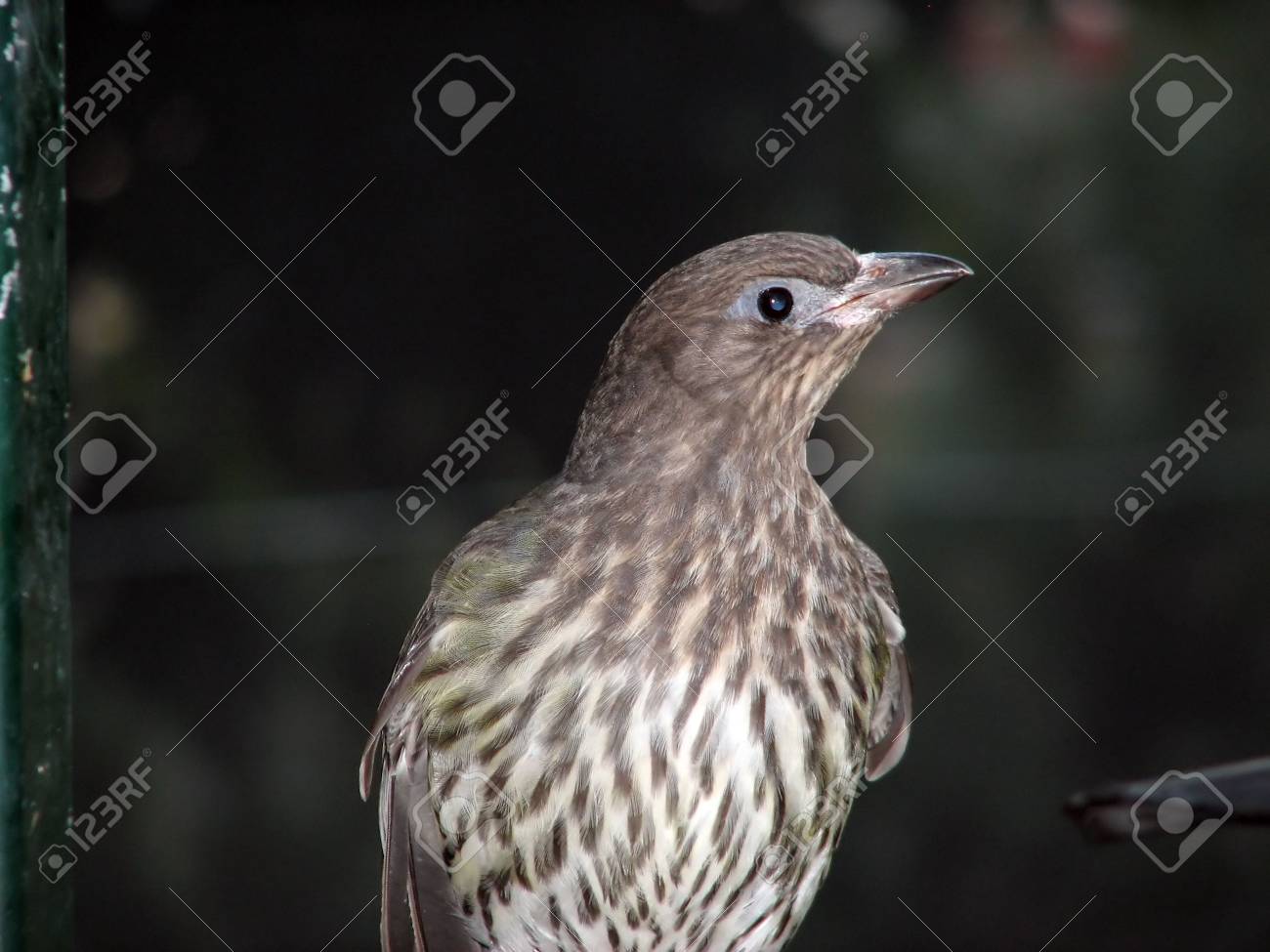 etiam-dictum-ipsum-a-felis