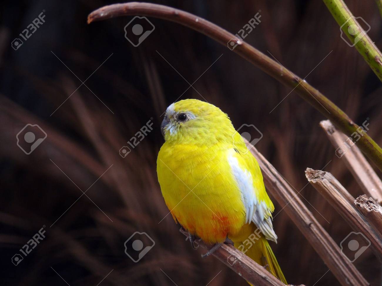 etiam-dictum-ipsum-a-felis