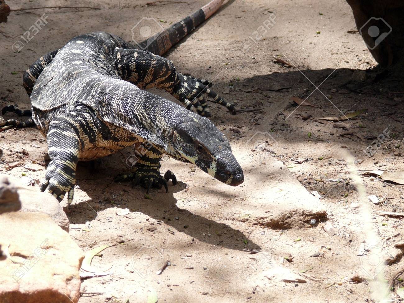 etiam-dictum-ipsum-a-felis