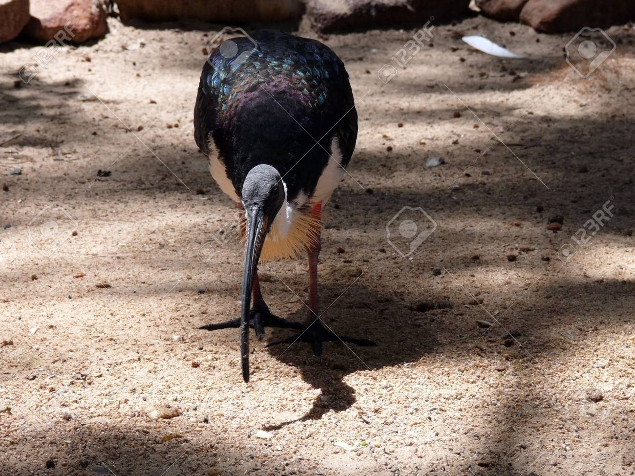 etiam-dictum-ipsum-a-felis