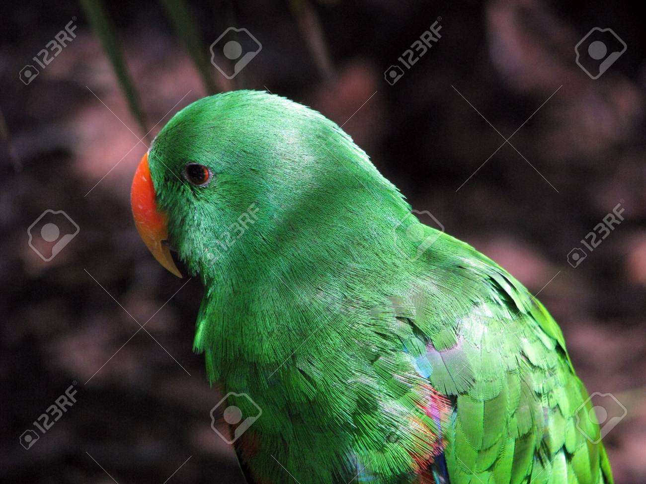 etiam-dictum-ipsum-a-felis