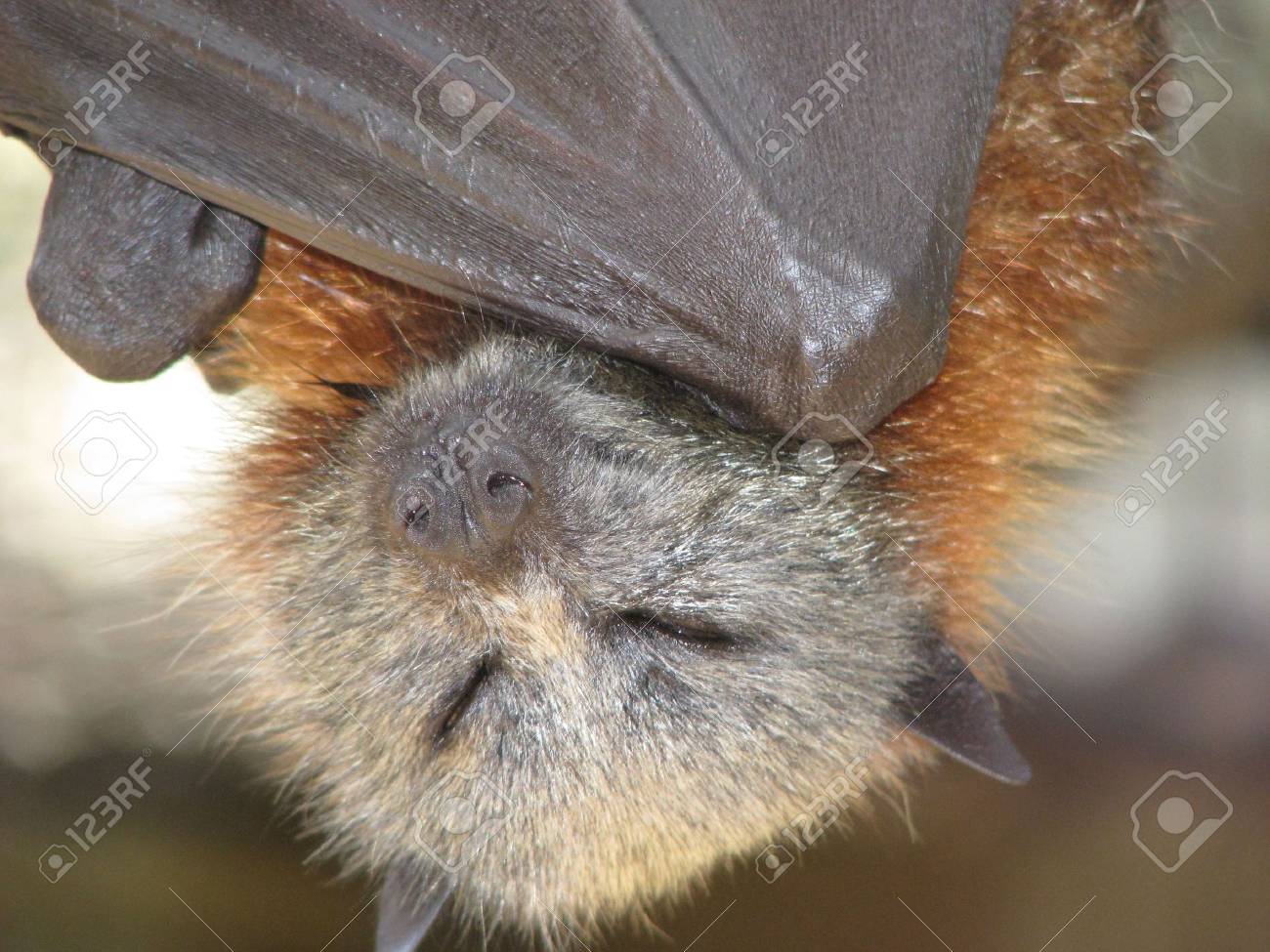 etiam-dictum-ipsum-a-felis