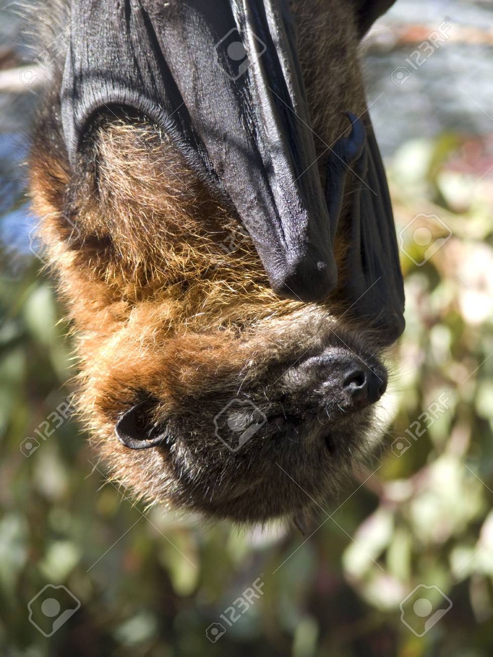 etiam-dictum-ipsum-a-felis