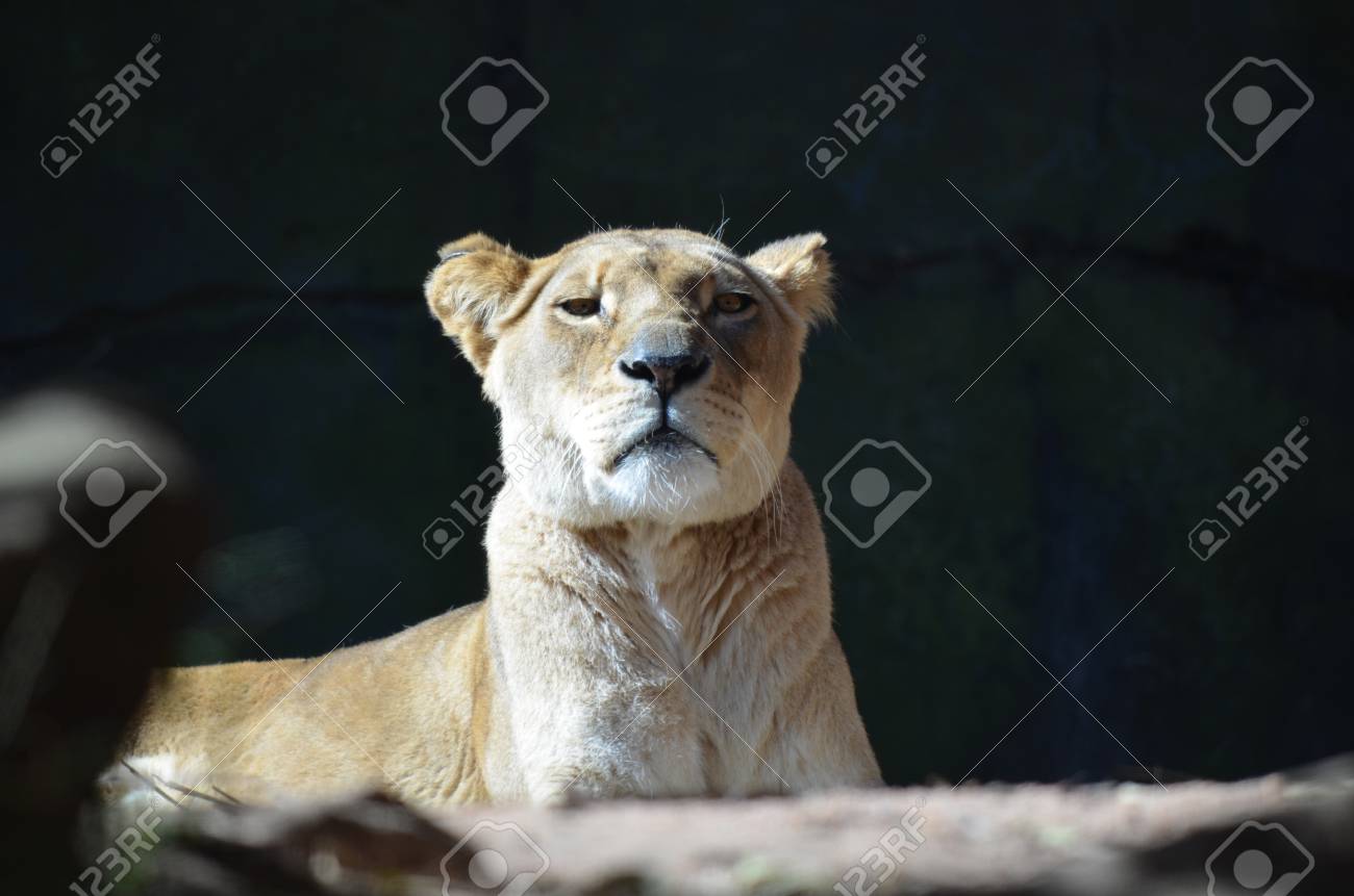 etiam-dictum-ipsum-a-felis