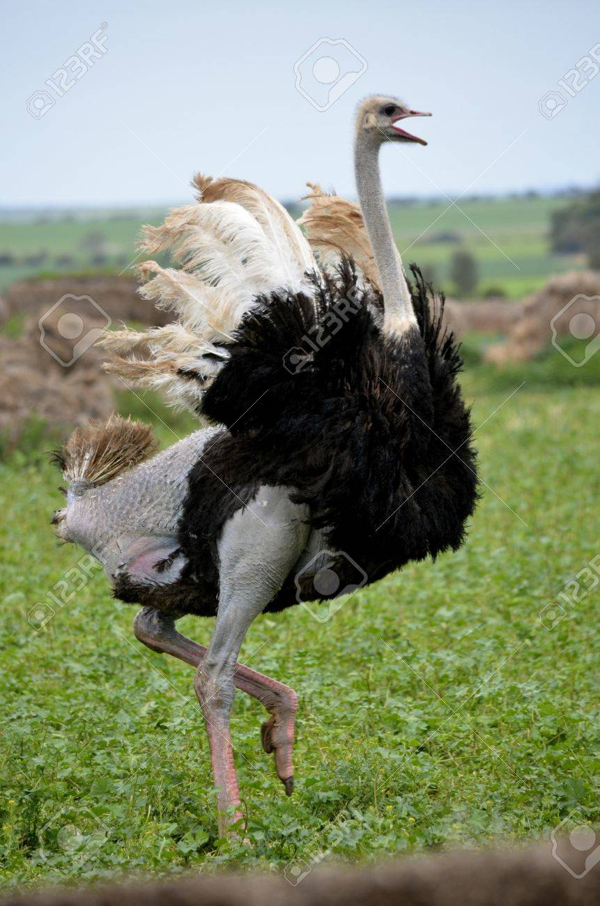 pix Ostrich Wings Open displaying his wings to look larger