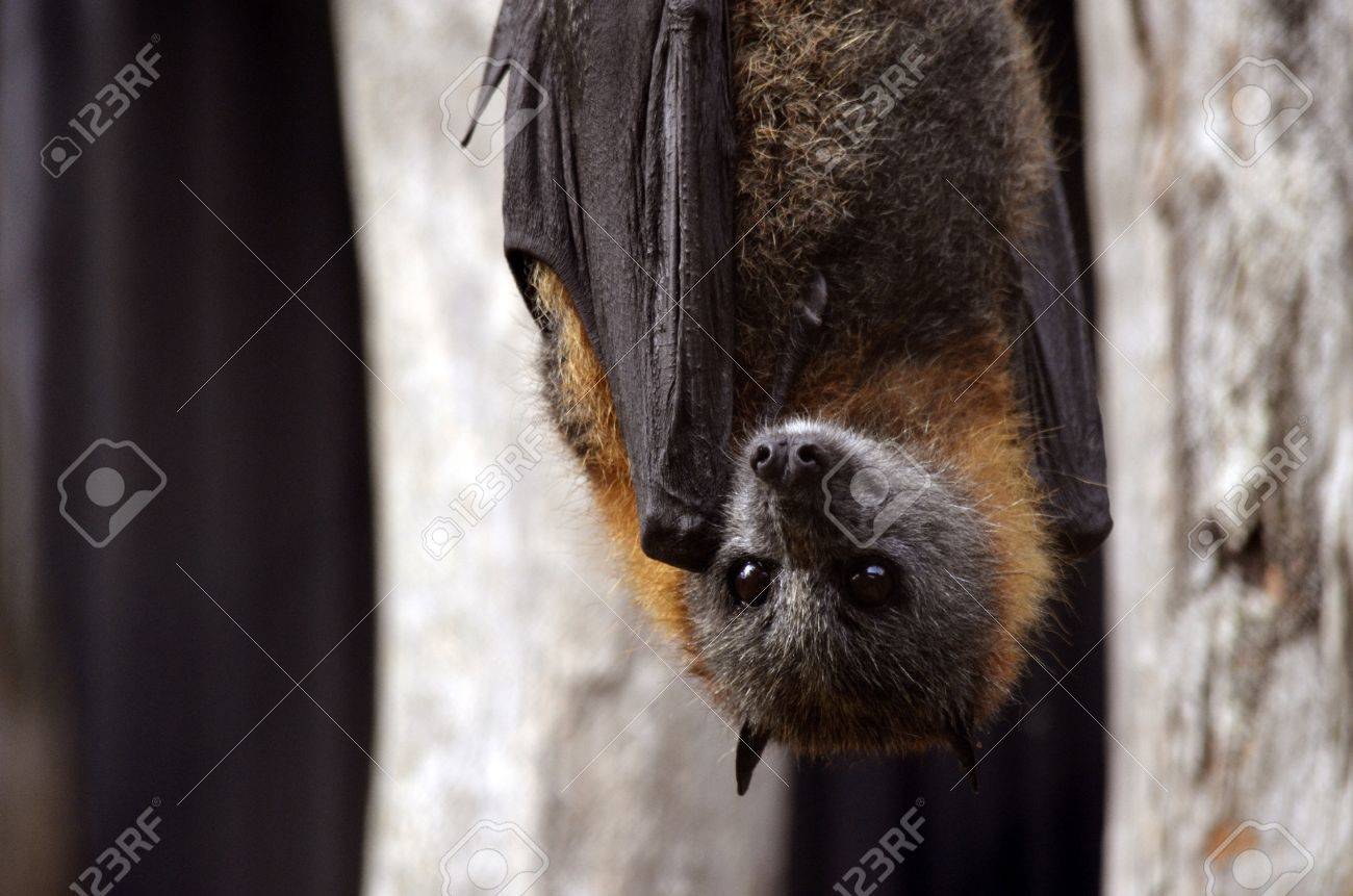 C Est Une Chauve Souris La Tete En Bas Banque D Images Et Photos Libres De Droits Image 20305232