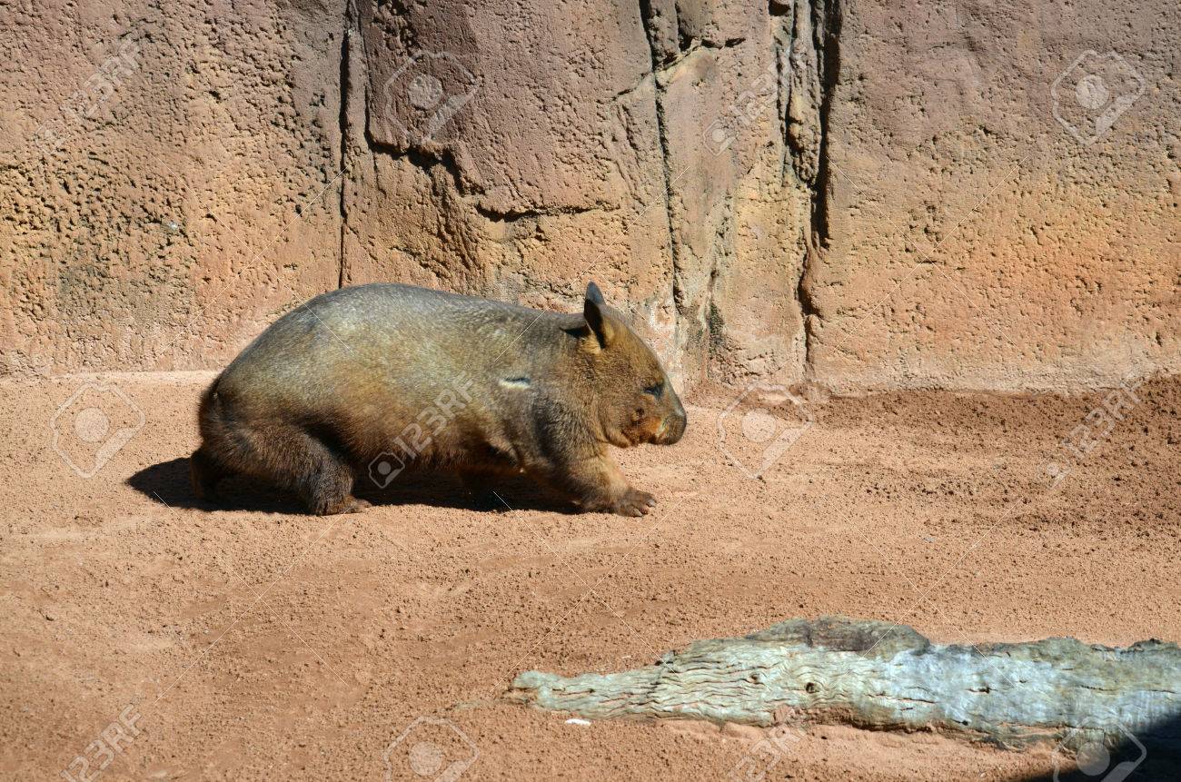 This Is A Side View Of A Common Wombat Stock Photo Picture And Royalty Free Image Image