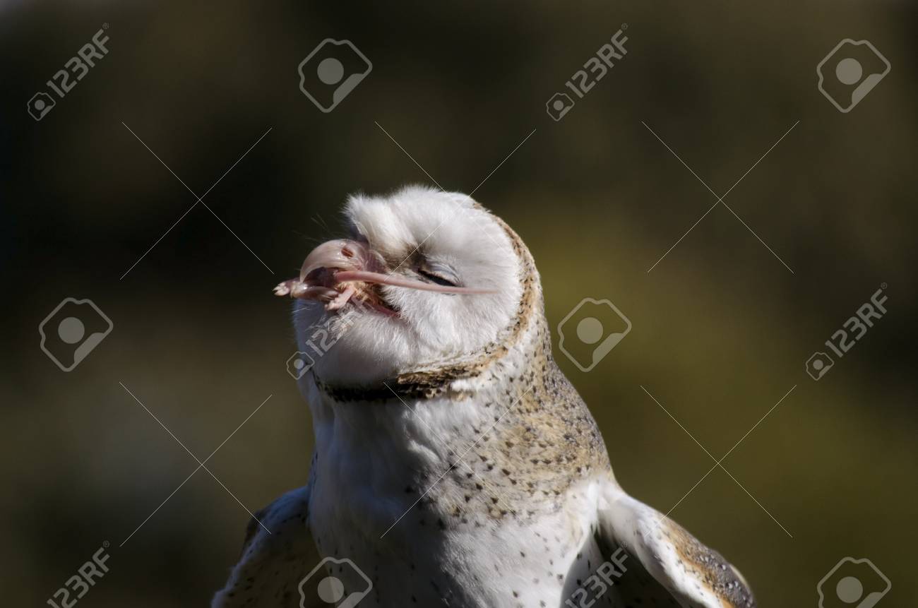 this is a close up of an owl eating a mouse stock photo picture and