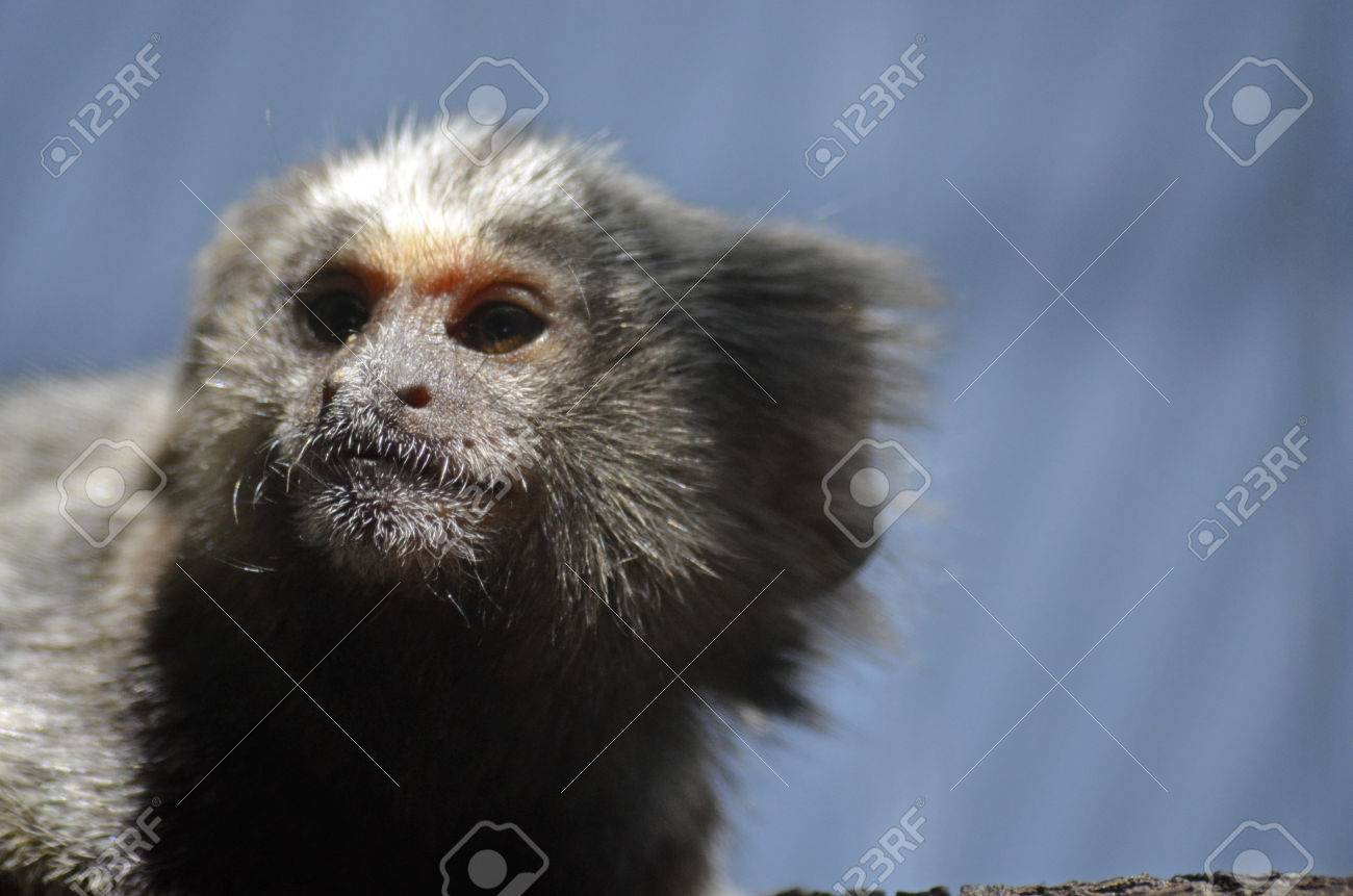 Ceci Est Un Gros Plan D Un Singe Bebe Ouistiti Banque D Images Et Photos Libres De Droits Image