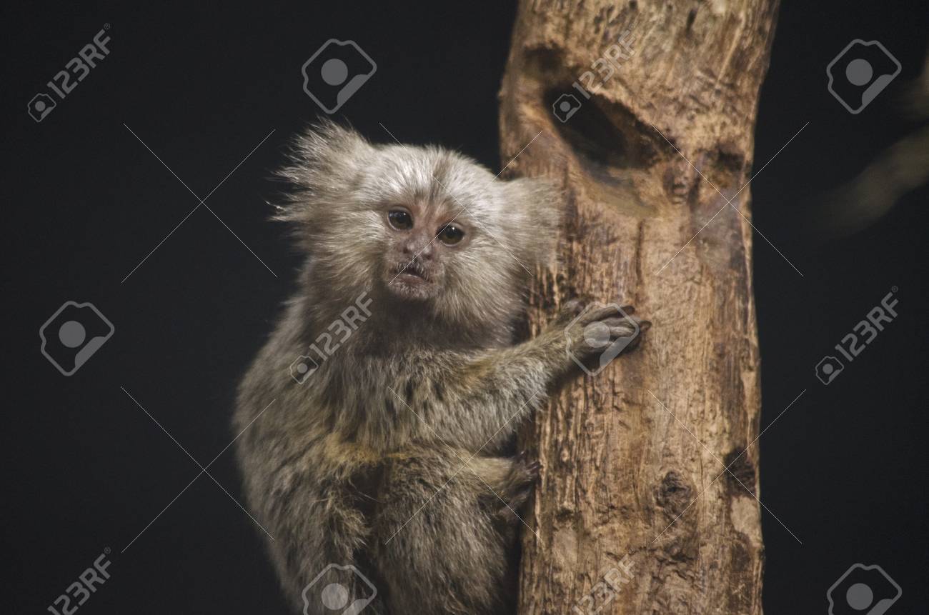 The Baby Common Marmoset Is Climbing A Tree Stock Photo Picture And Royalty Free Image Image