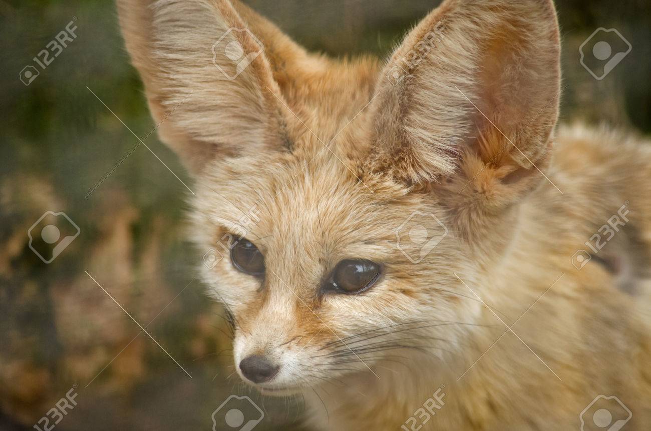 This Is A Close Up Of A Fennec Fox Stock Photo Picture And Royalty Free Image Image