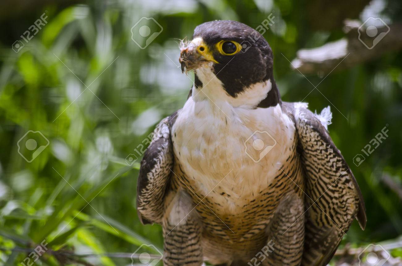 Questo è Un Primo Piano Di Un Falco Pellegrino