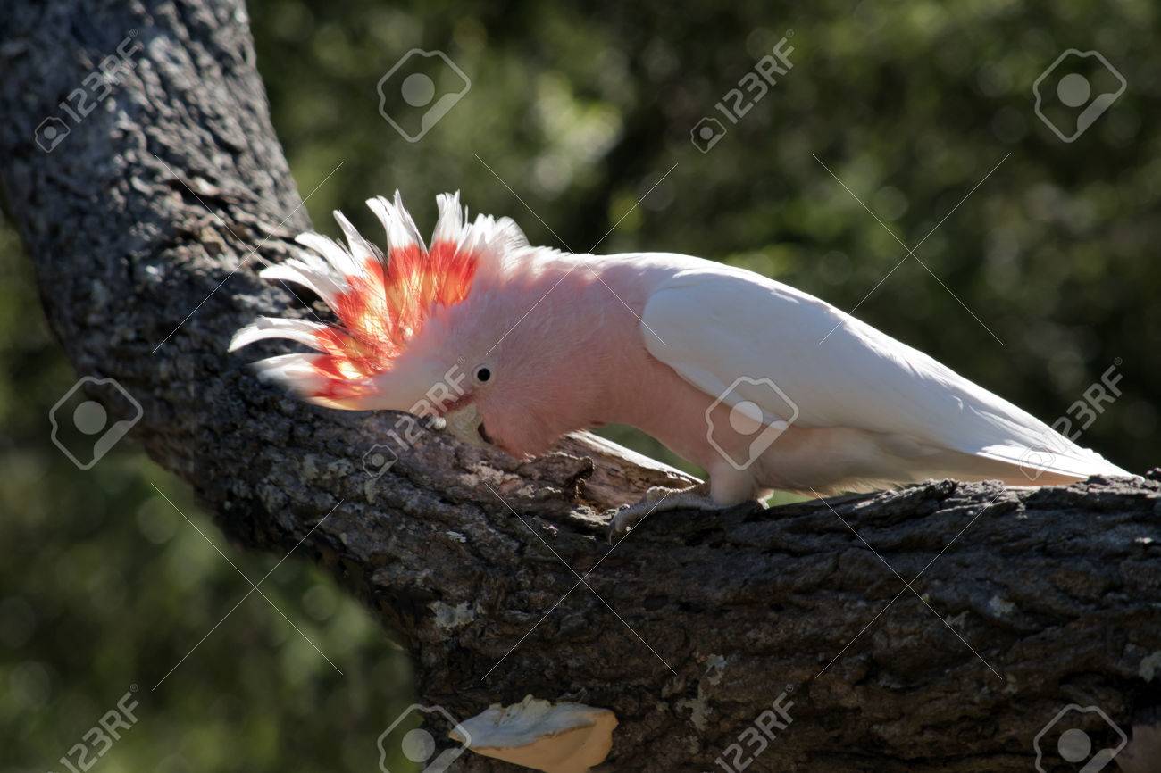 The Major Mitchell Cockatoo Is Displaying His Head Feathers Stock