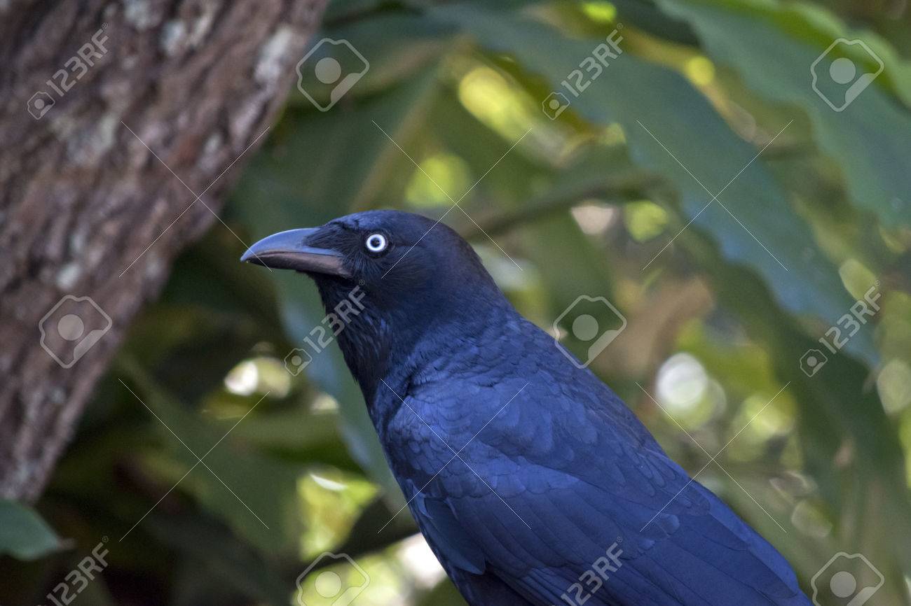 これはオーストラリアのカラスのクローズ アップ の写真素材 画像素材 Image これはオーストラリアのカラスのクローズ アップ の写真素材 画像素材 Image