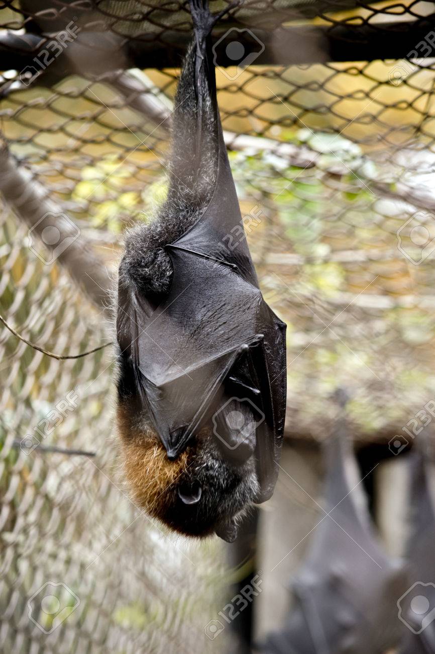 Bat in a cage Clearance