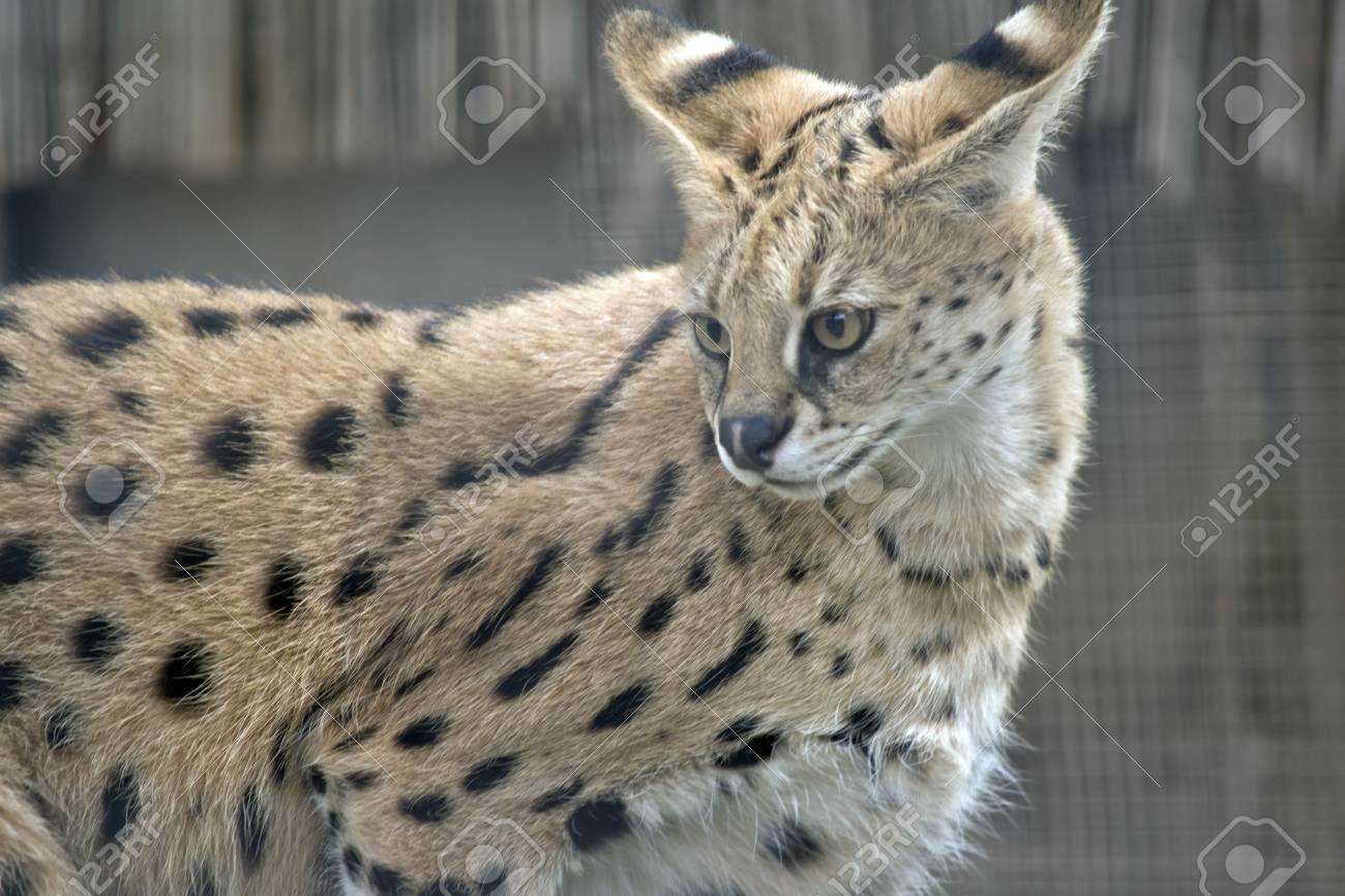 これはサーバルキャットのクローズ アップ の写真素材 画像素材 Image