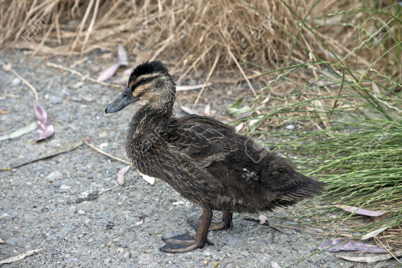 The Pacific Black Duckling Is Walking On Gravel Stock Photo
