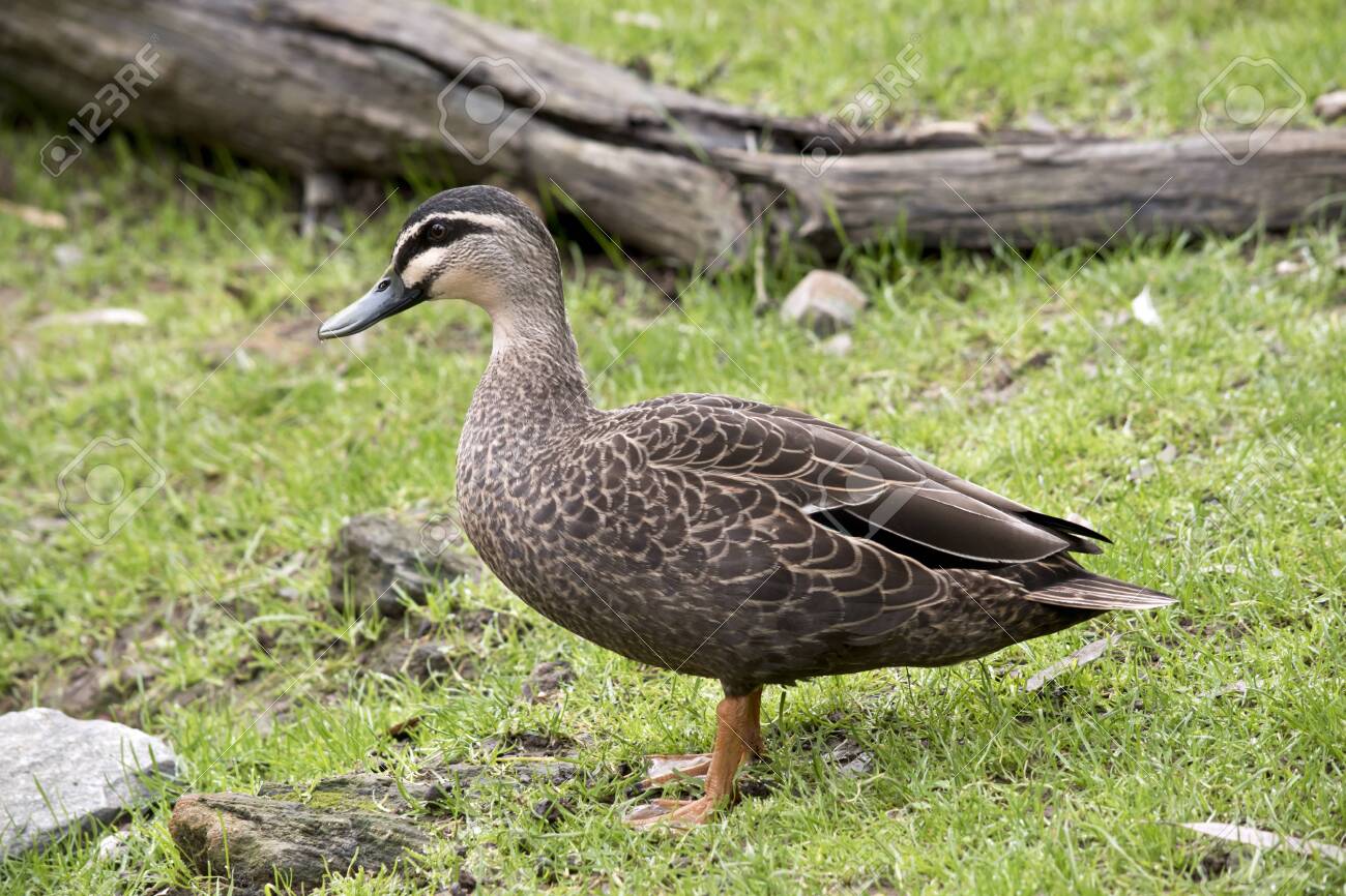 The Pacific Black Duck Is Looking For Food In The Paddock Stock