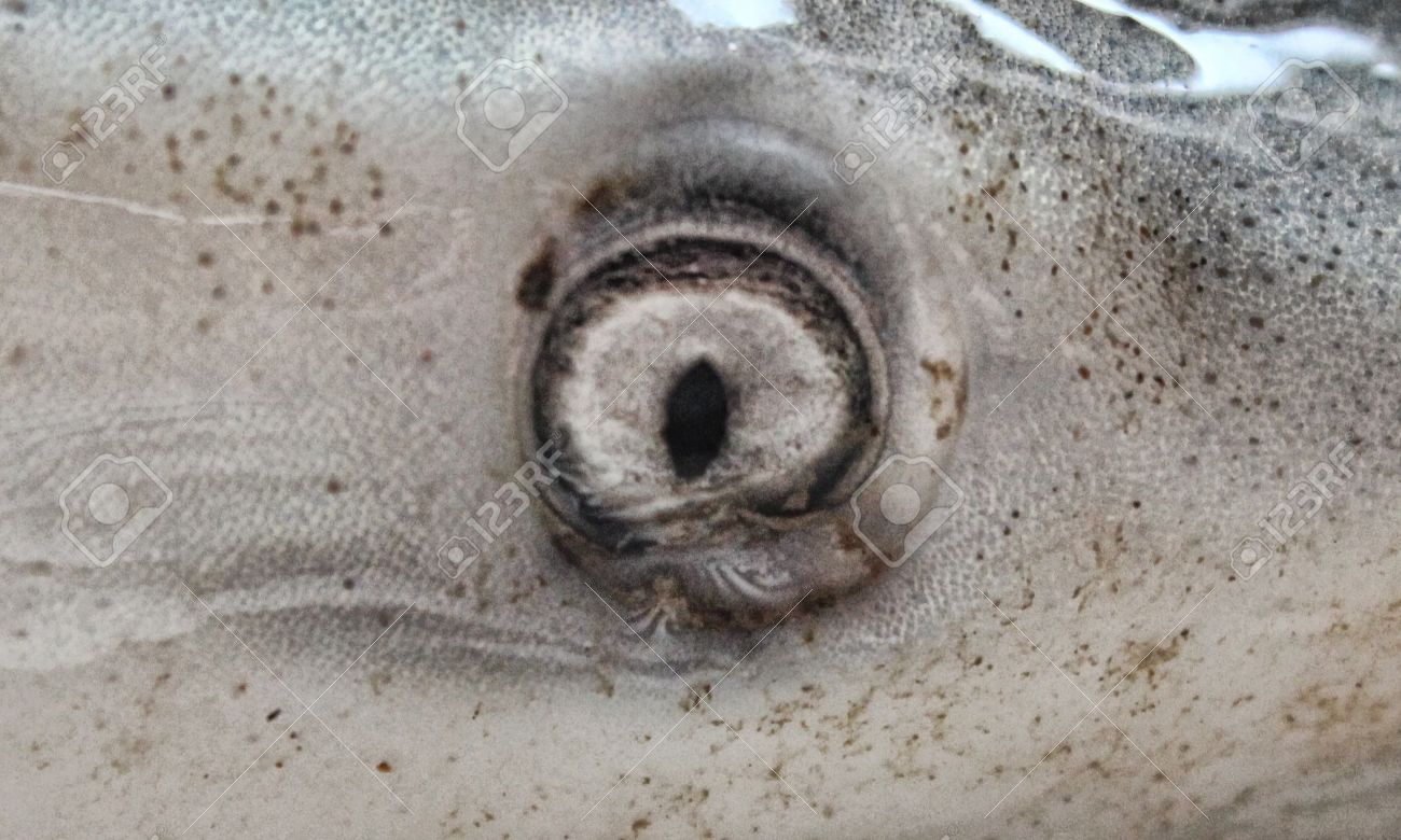 Close Up Of Bull Shark Eye Carcharhinus Leucas Stock Photo
