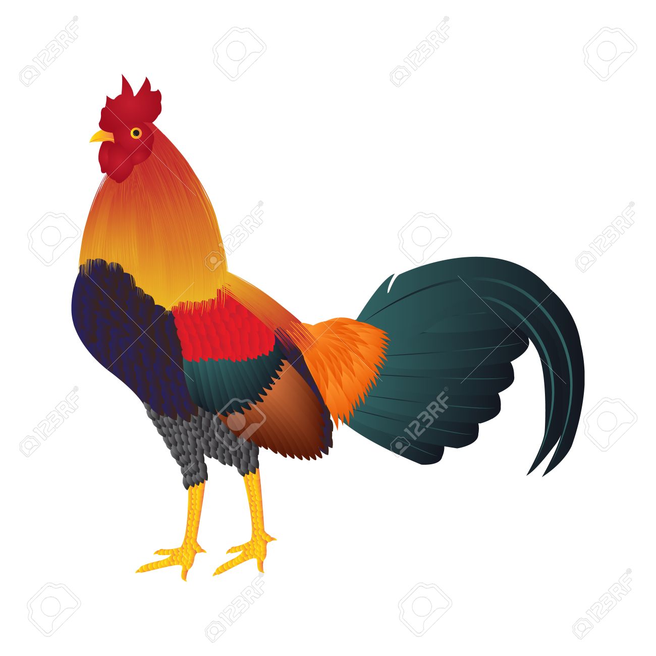 fighting cocks picture Girl ass plugging