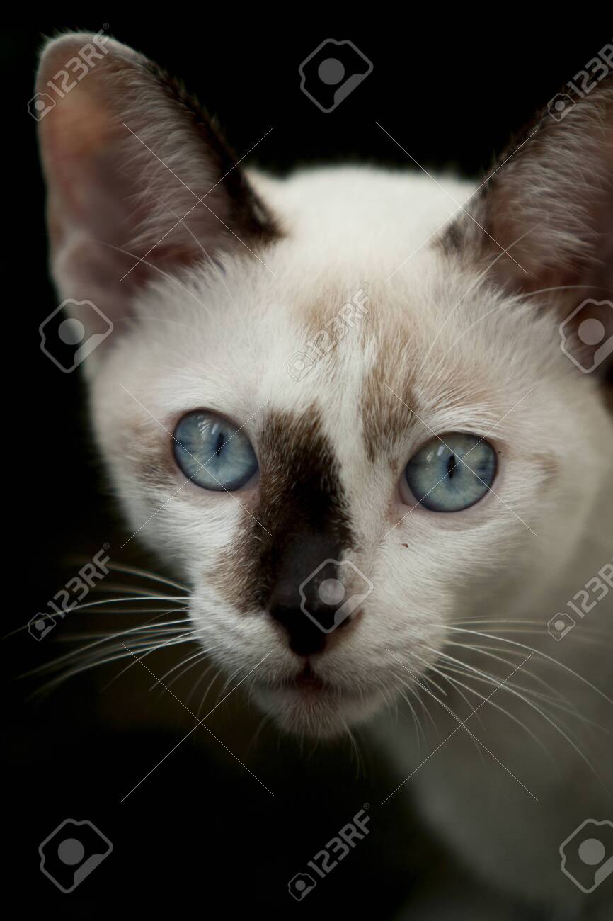etiam-dictum-ipsum-a-felis
