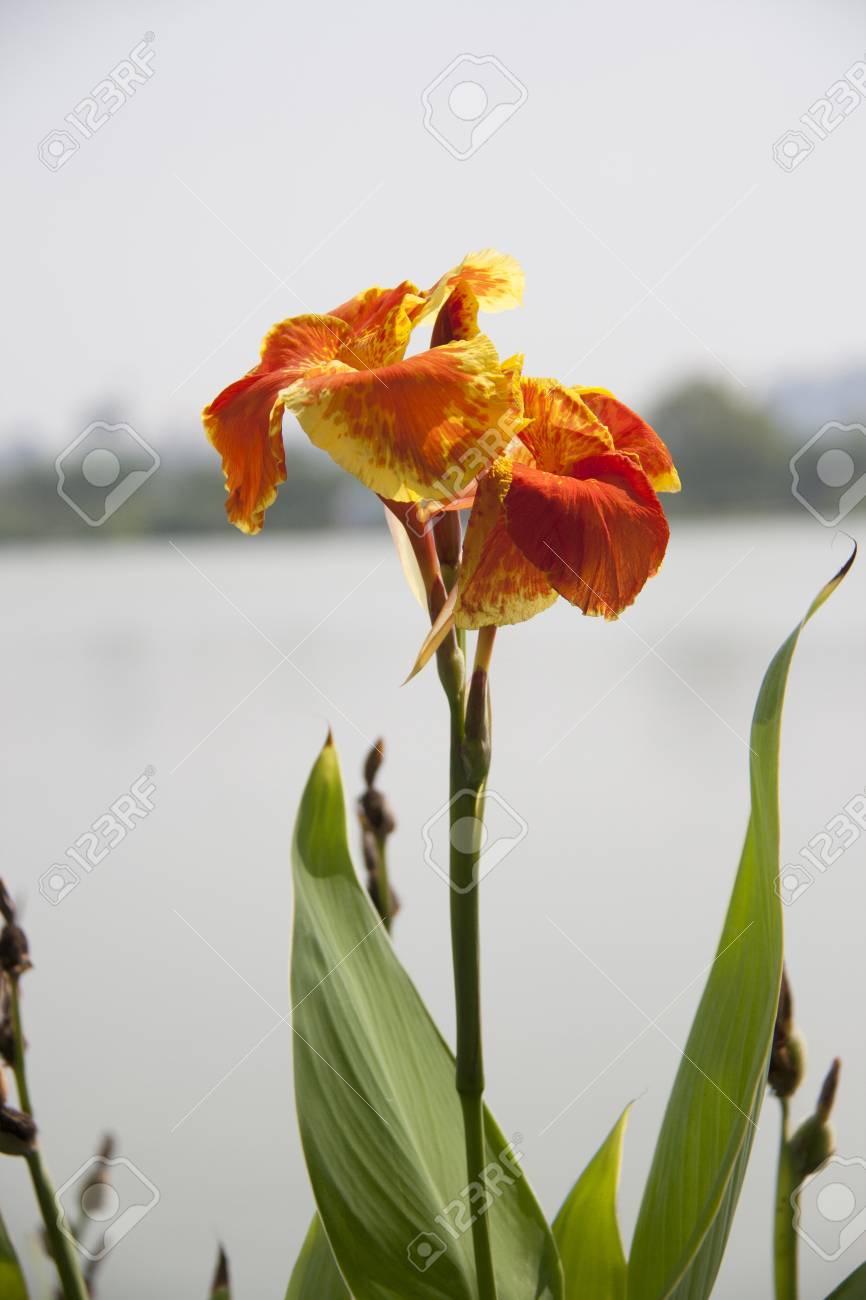 Orange Yellow Canna Flower On The Sunlight And Background Lake Stock Photo Picture And Royalty Free Image Image 98702077