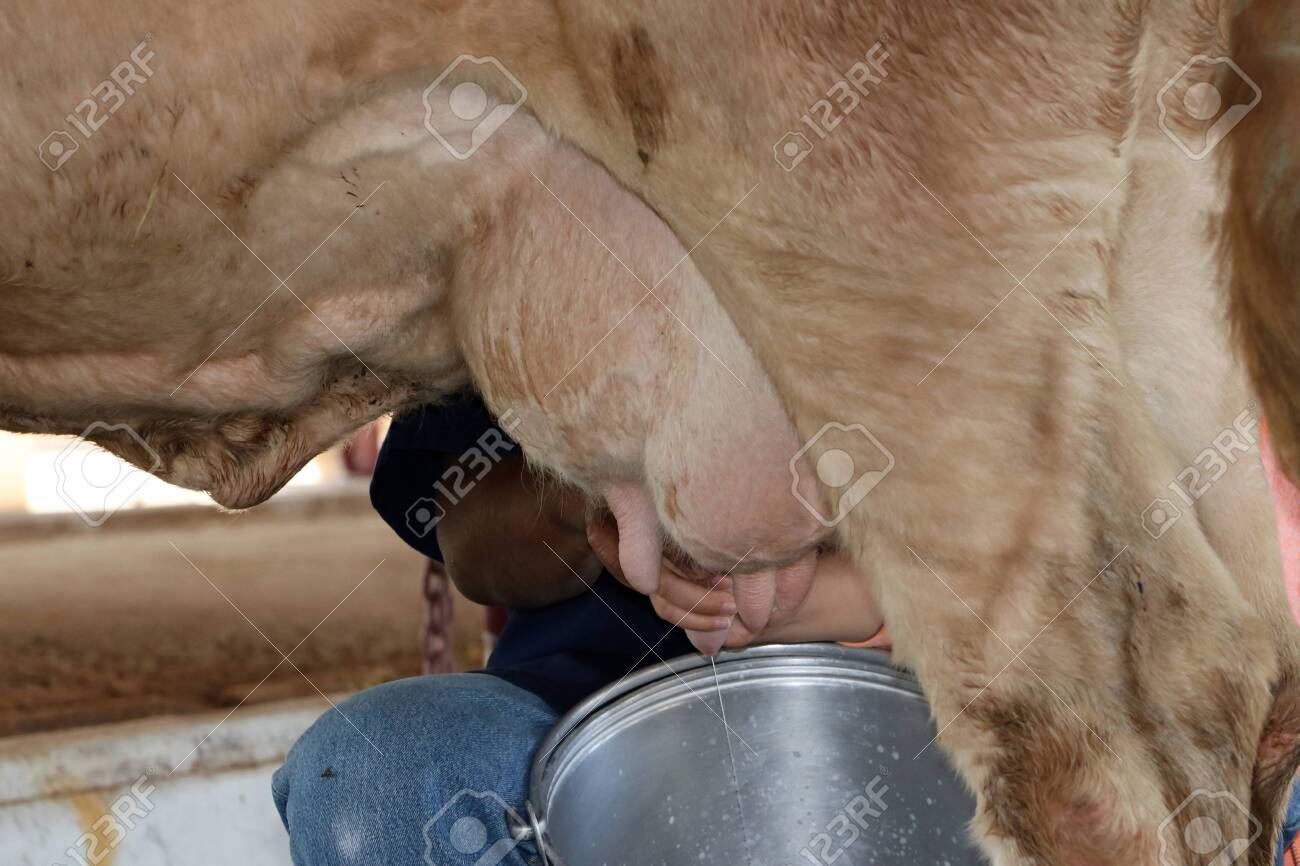 How to raise a milking cow