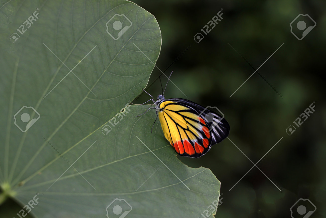 The butterfly perched on green leaf. Delias hyparete, the painted Jezebel, is a medium-sized butterfly of the family Pieridae, found in South Asia and Southeast Asia. - 162680067 The butterfly perched on green leaf. Delias hyparete, the painted Jezebel, is a medium-sized butterfly of the family Pieridae, found in South Asia and Southeast Asia. - 162680067