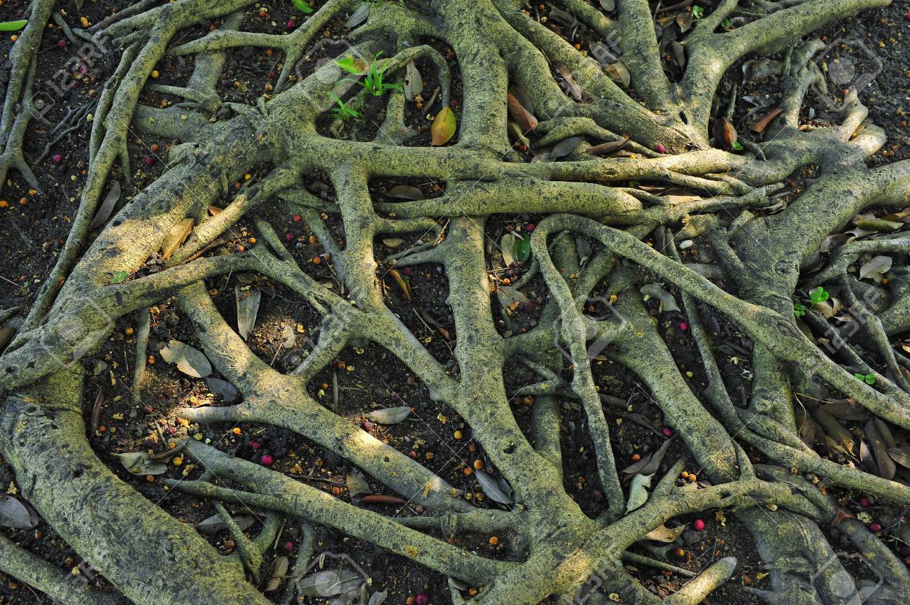 etiam-dictum-ipsum-a-felis