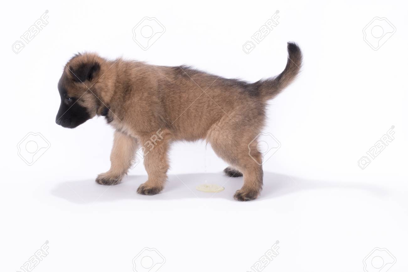 Immagini Stock Cucciolo Di Cane Pastore Belga Tervuren Pipi Su Sfondo Bianco Studio Image 70760992
