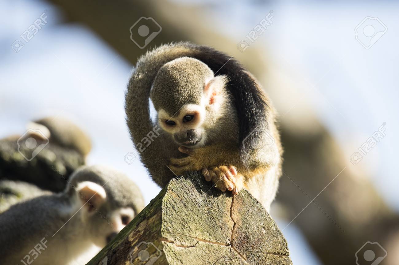 etiam-dictum-ipsum-a-felis