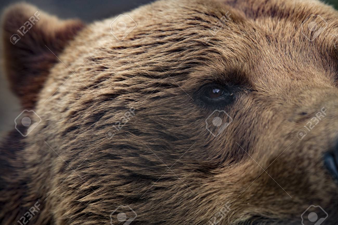 Wendy McMurdo's best photograph: two bears eye up a little girl