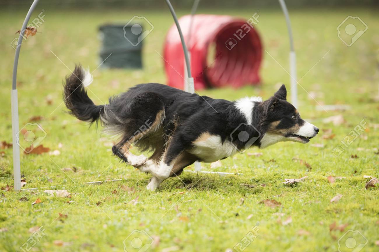 敏捷性の競争に走っている犬 ボーダーコリー の写真素材 画像素材 Image 敏捷性の競争に走っている犬 ボーダーコリー の写真素材 画像素材 Image