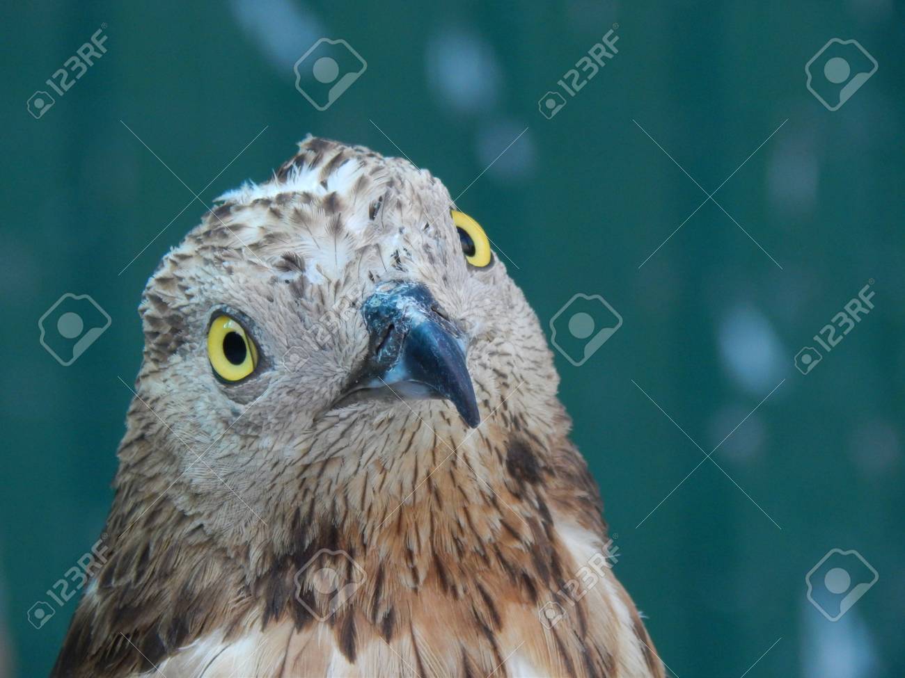 etiam-dictum-ipsum-a-felis