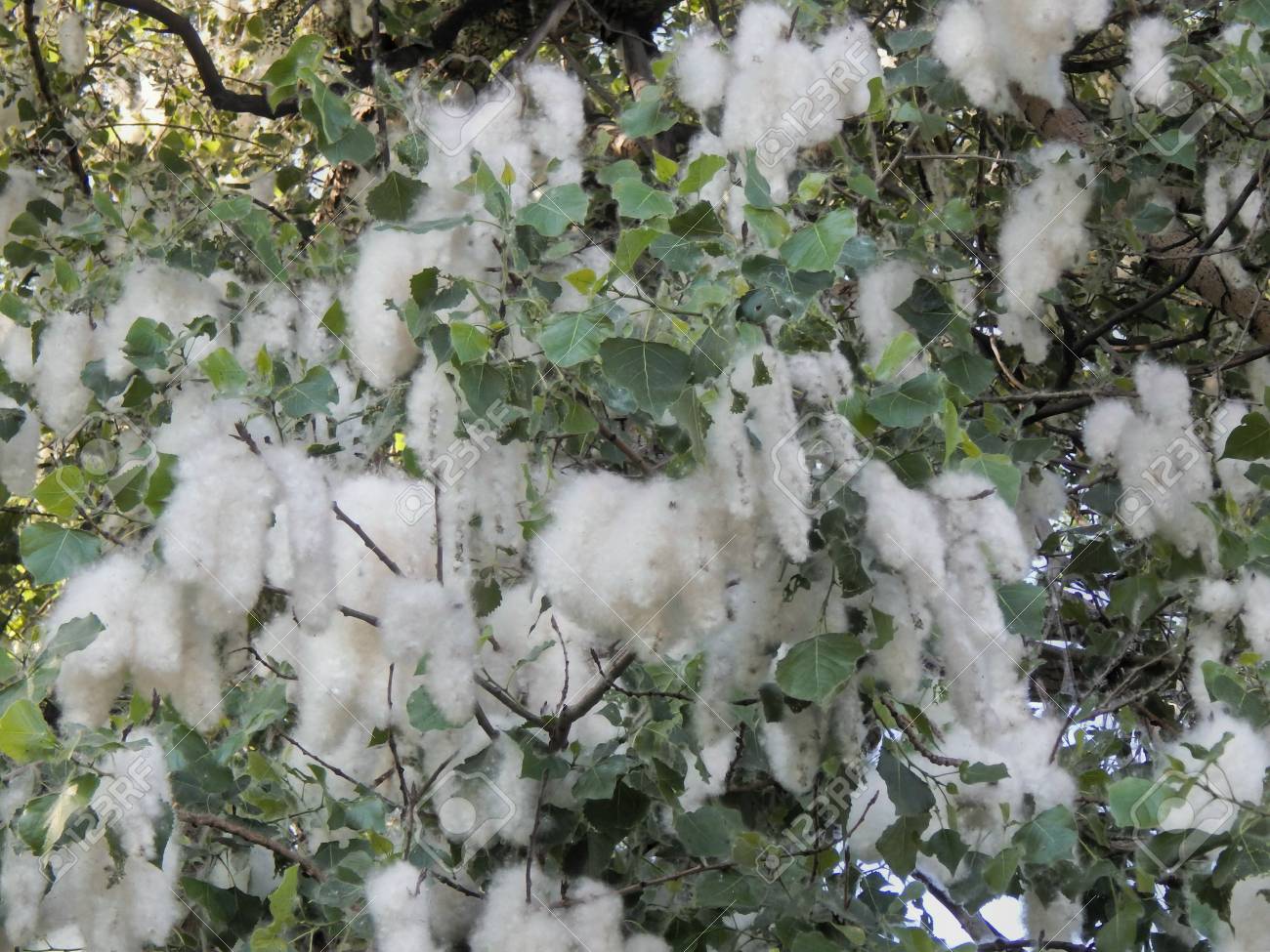木の枝にポプラの綿毛 の写真素材 画像素材 Image