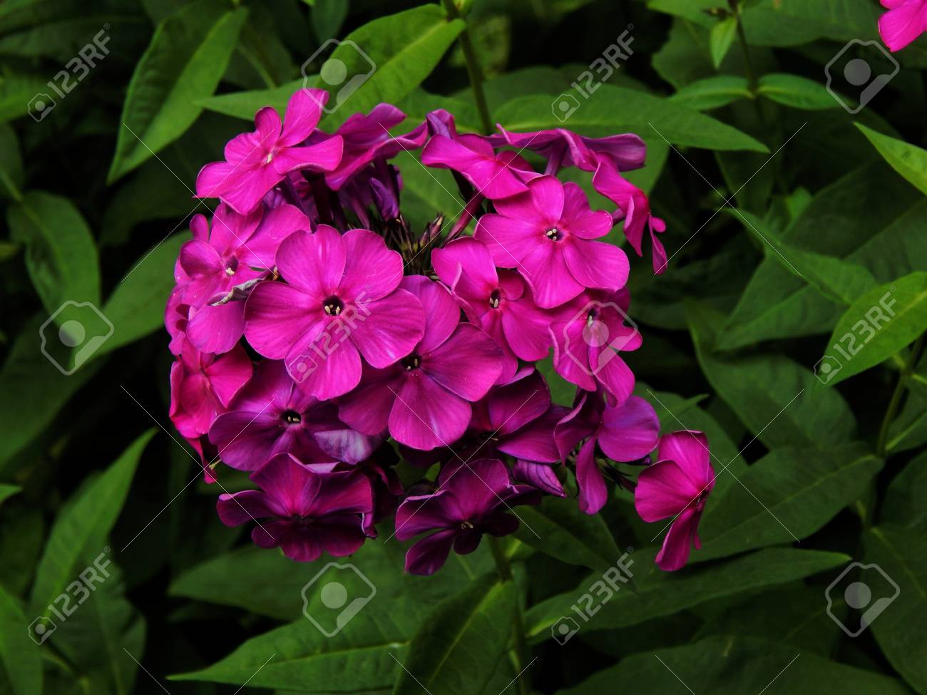 Beautiful summer garden flowers close up