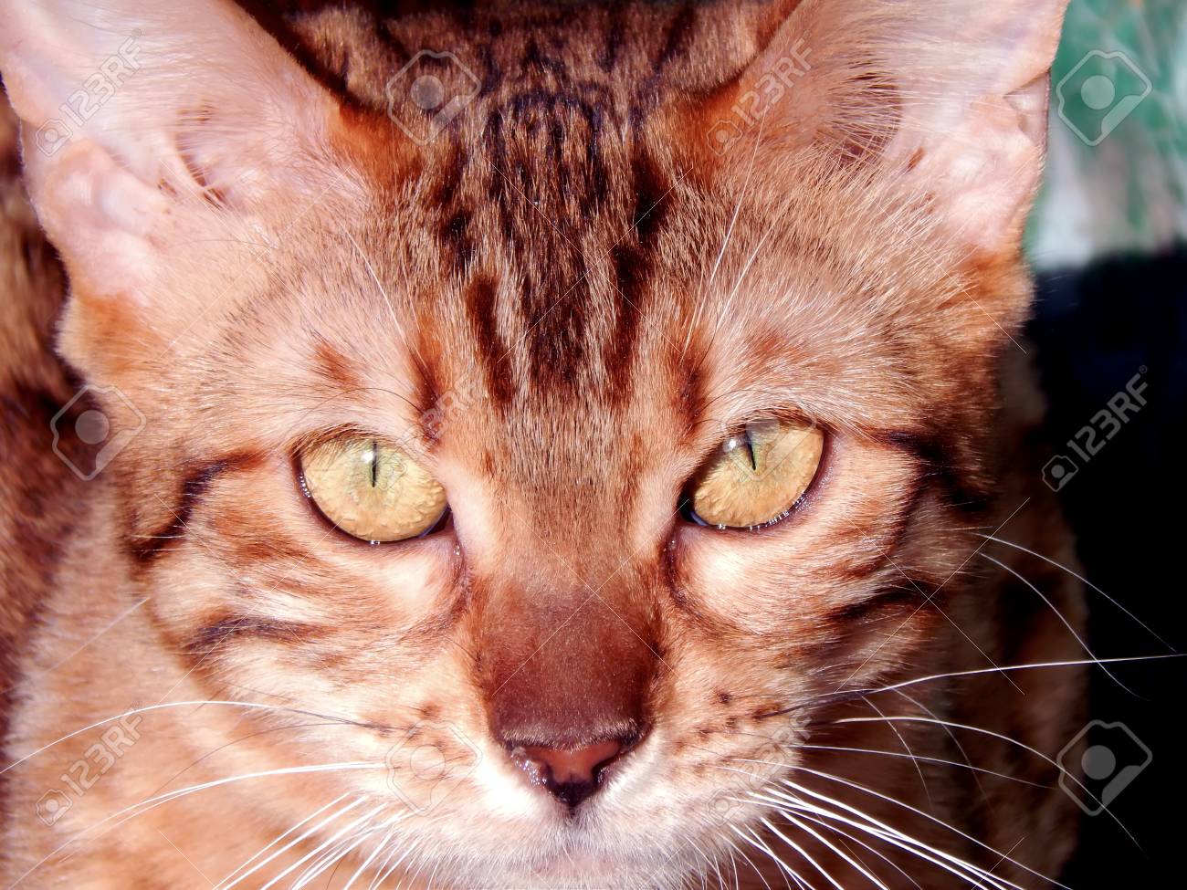 Gros Plan Du Chat De Bengal Image Avec Differentes Expressions Du Museau Banque D Images Et Photos Libres De Droits Image