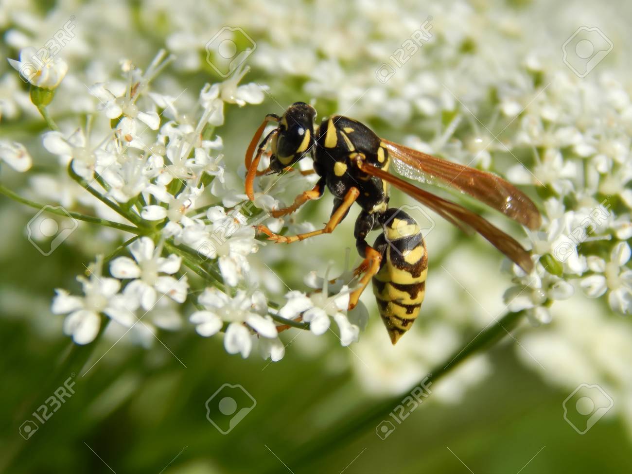 Wild wasp on white meadow flowers close-up - 103189999 Wild wasp on white meadow flowers close-up - 103189999