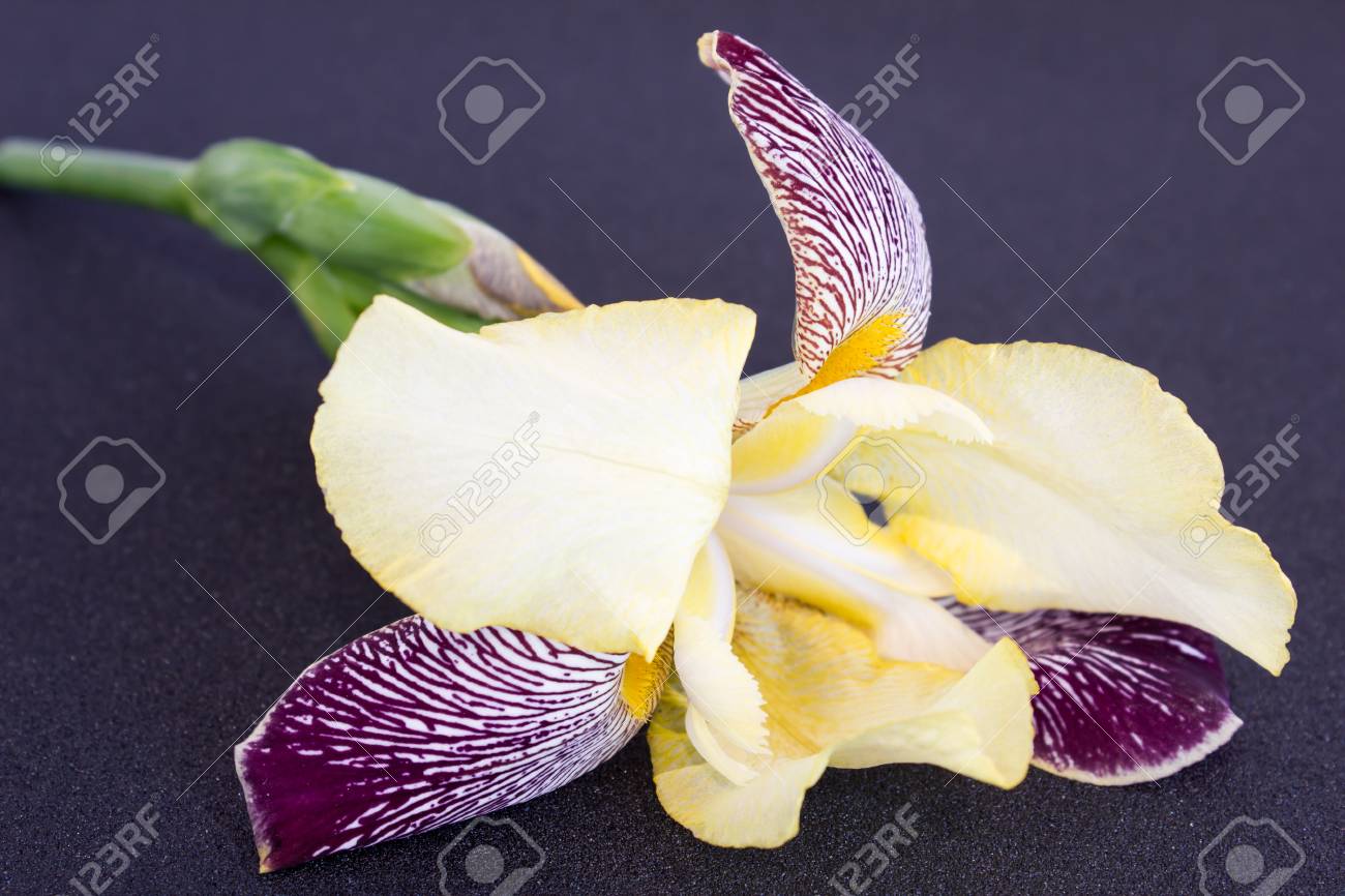 etiam-dictum-ipsum-a-felis