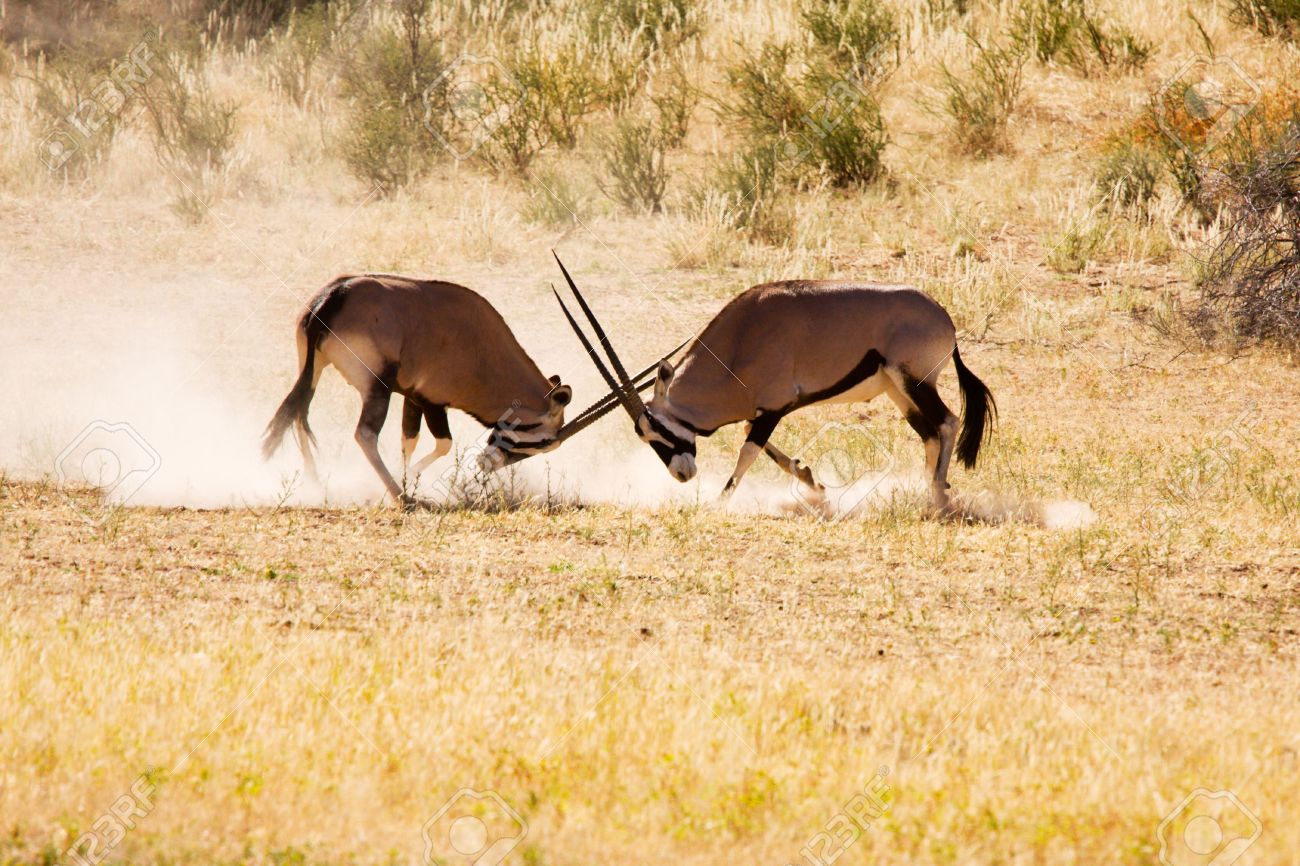 Антилопы дерутся. Антилопа гну самец. Книга гну 2. Голубой гну. Гну 2.