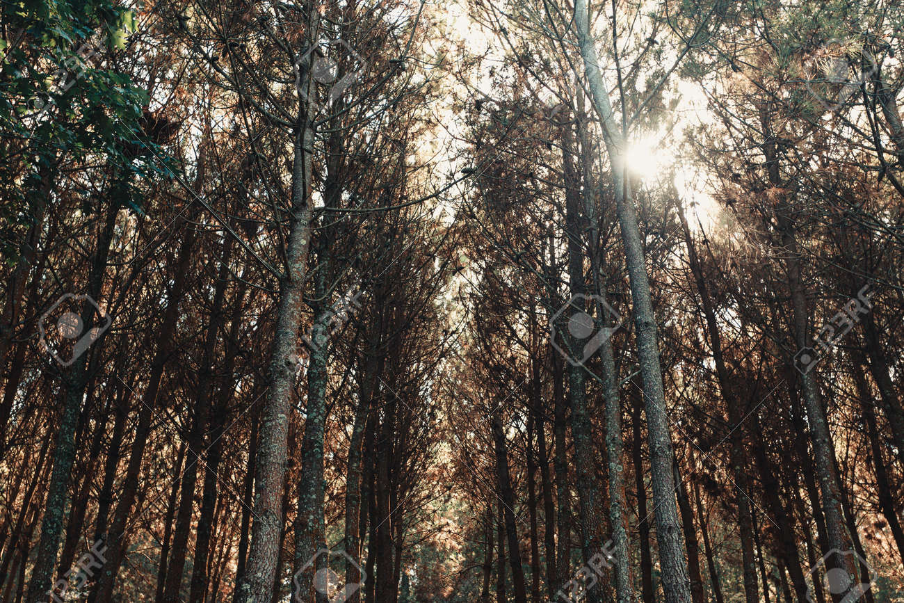 etiam-dictum-ipsum-a-felis