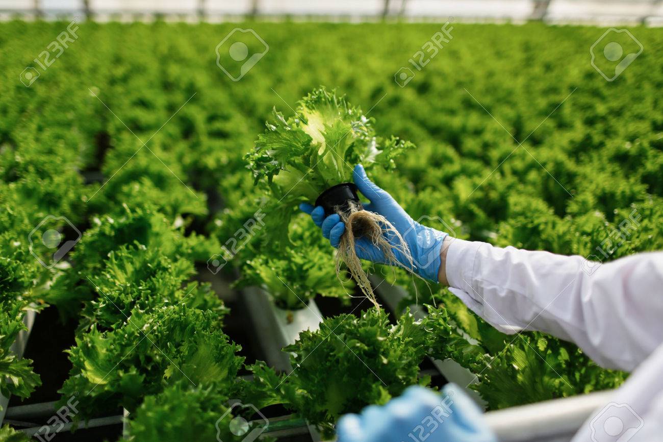 Quality control. Young female scientist stselects new breed of green salad optimized for consumption at greenhouse. Focus on the hand - 46175159 Quality control. Young female scientist stselects new breed of green salad optimized for consumption at greenhouse. Focus on the hand - 46175159