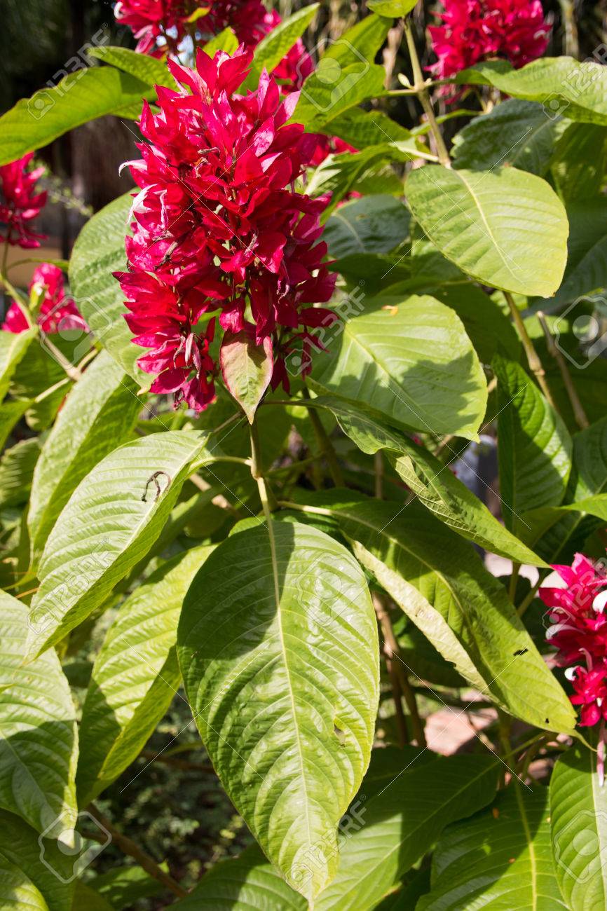 Justicia Carnea, Con Nombres Comunes, Como La Flor De Brasil Pluma
