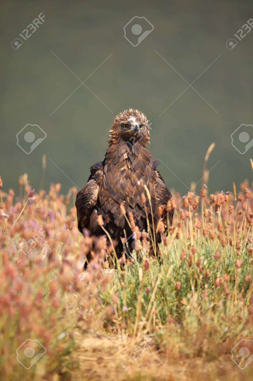 Golden Eagle Aquila Chrysaetos Perched On The Field Floor